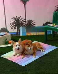Rainbow Self-Cooling Pet Gel Mat – Scratch-Resistant Summer Cooling Pad for Dogs & Cats